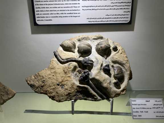 فسیل‌های میلیون ساله در موزه دیرینه‌شناسی کامبرین یزد